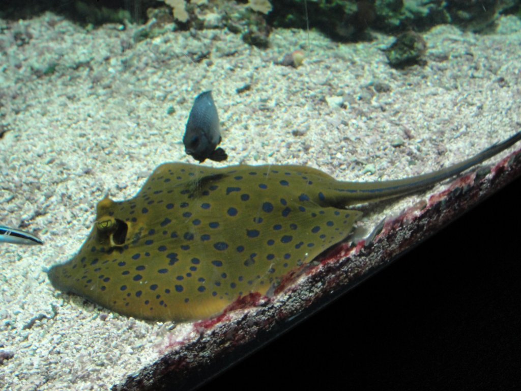 genoaaquarium13.jpg